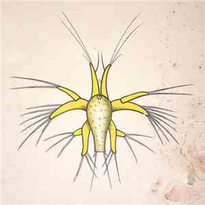Prunk Möbel - Crustacean Larvae flac download