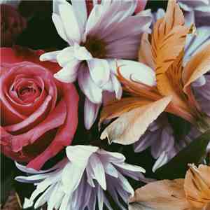 Mayfair  - The Ability To Dream flac download