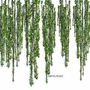 Schneider, Galluzzi, Schirmacher - Albertino And Nora P flac download