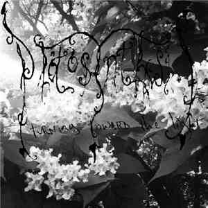 Photosynthesis  - Turning Toward The Light flac download