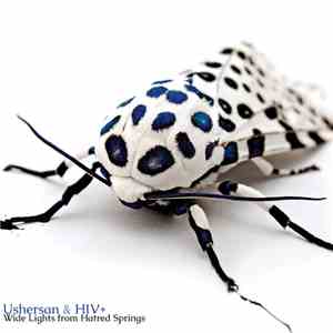 USHERsan & HIV+ - Wide Lights from Hatred Springs flac download