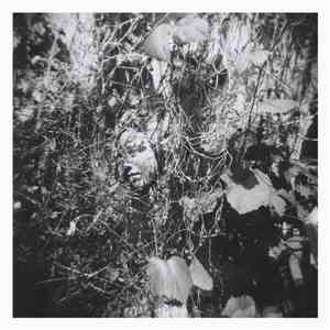 Tim Mislock - Now Is The Last Best Time flac download