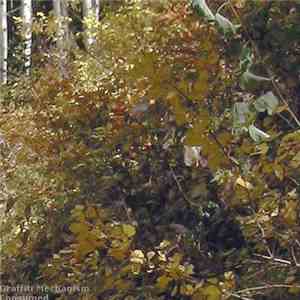 Graffiti Mechanism - Consumed flac download