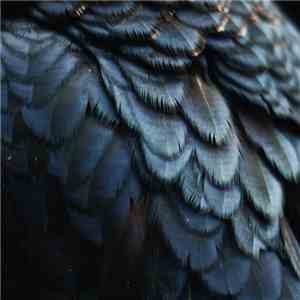 Ex People - Bird flac download