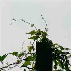 Tigrics - dine flac download