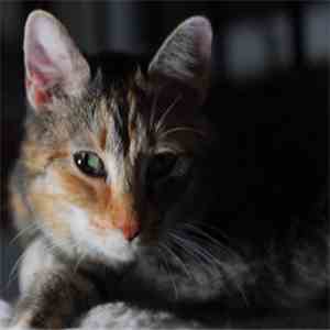 i AM esper - Music To Help My Cat Sleep flac download