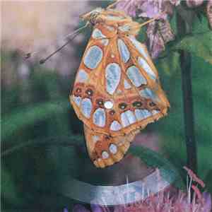 Drupi  - Piccola E Fragile flac download
