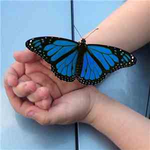 Hardy Küster - Mariposa Azul flac download