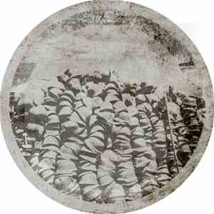 C Mantle - Kindly Ones flac download