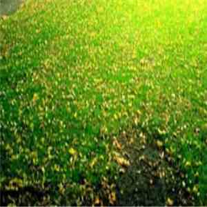 Richard Thomas - Banality flac download