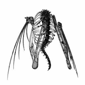 Lotic - Heterocetera flac download
