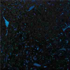 Zenker Brothers - Immersion flac download