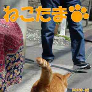 Foxyun - ねこたま flac download