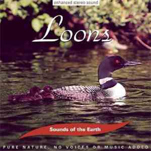 No Artist - Sounds Of The Earth: Loons flac download