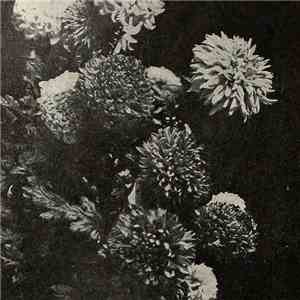 HRNS  - Cortina flac download