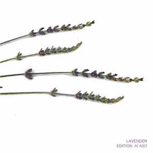 Ai Aso - Lavender Edition flac download