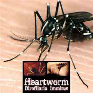 Heartworm - Dirofilaria Immitus flac download