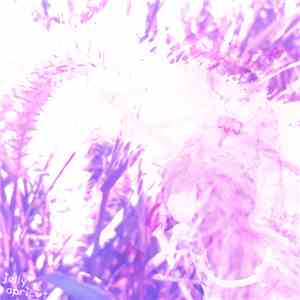 Tiku Sens - Jelly Apricot flac download