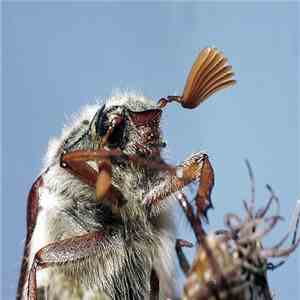 Bug Catcher / Symbiotic Hominid - Bug Catcher / Symbiotic Hominid flac download